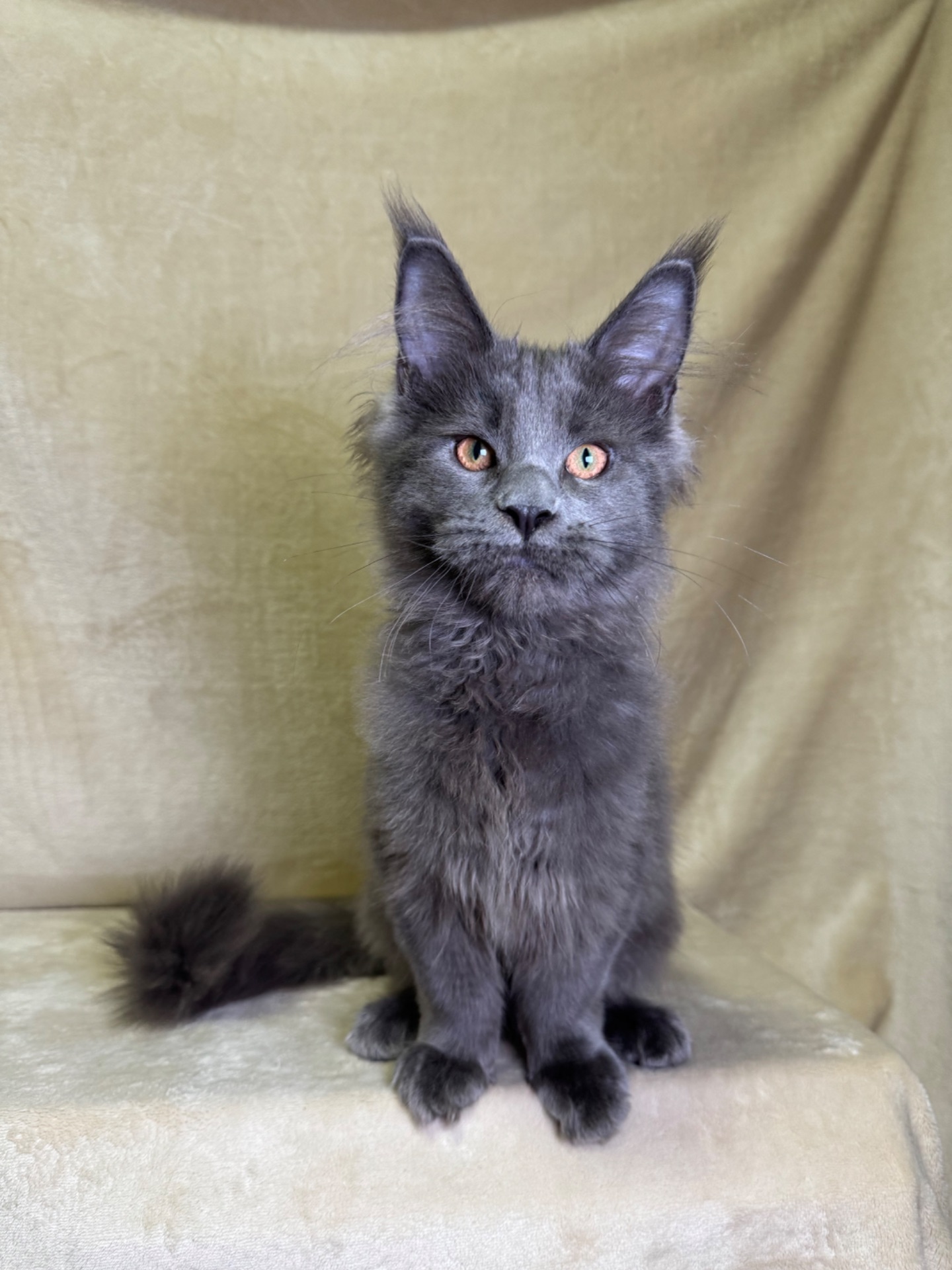 Ньютон блакитний хлопчик Мейн кун