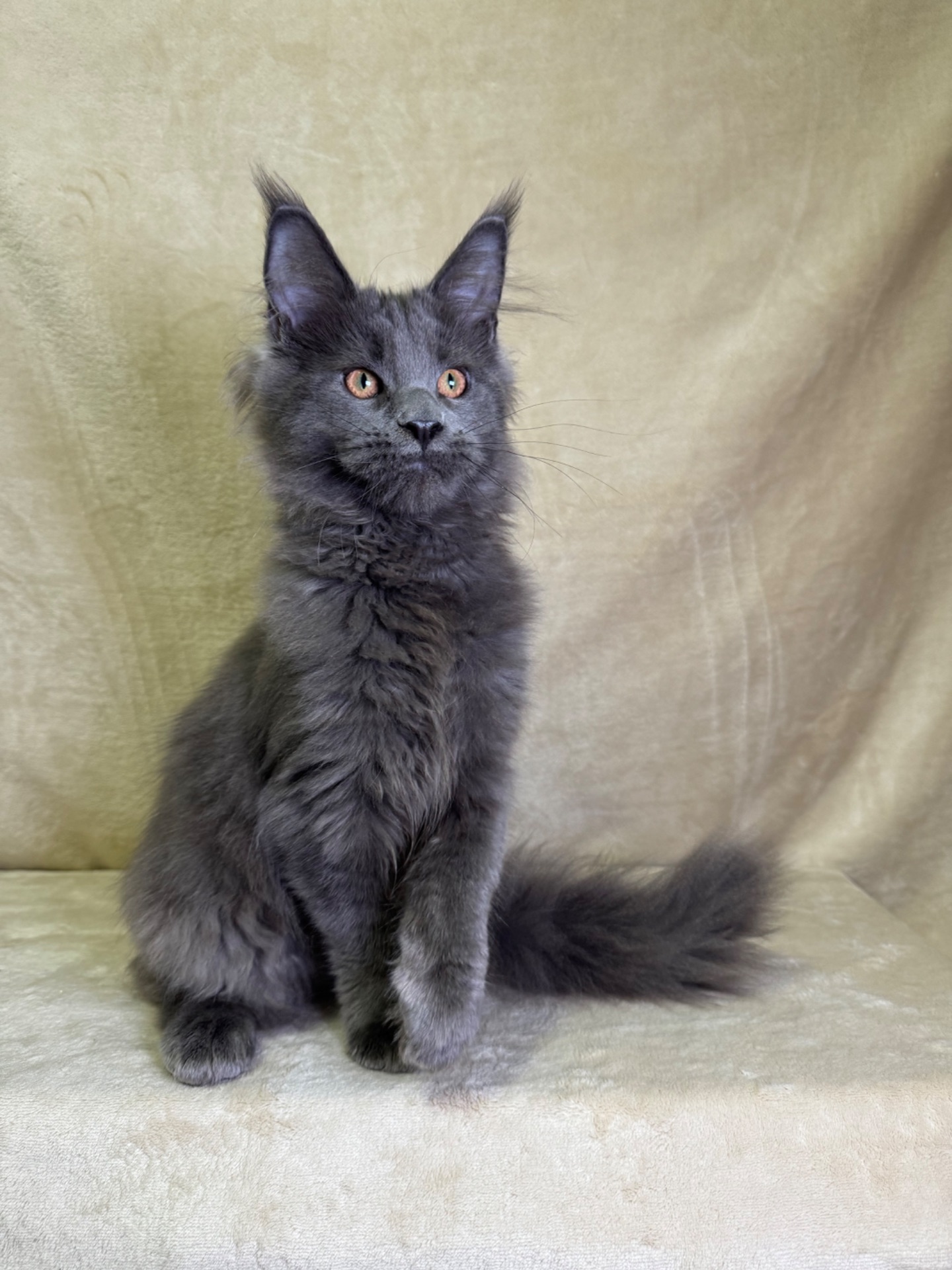 Ньютон блакитний хлопчик Мейн кун