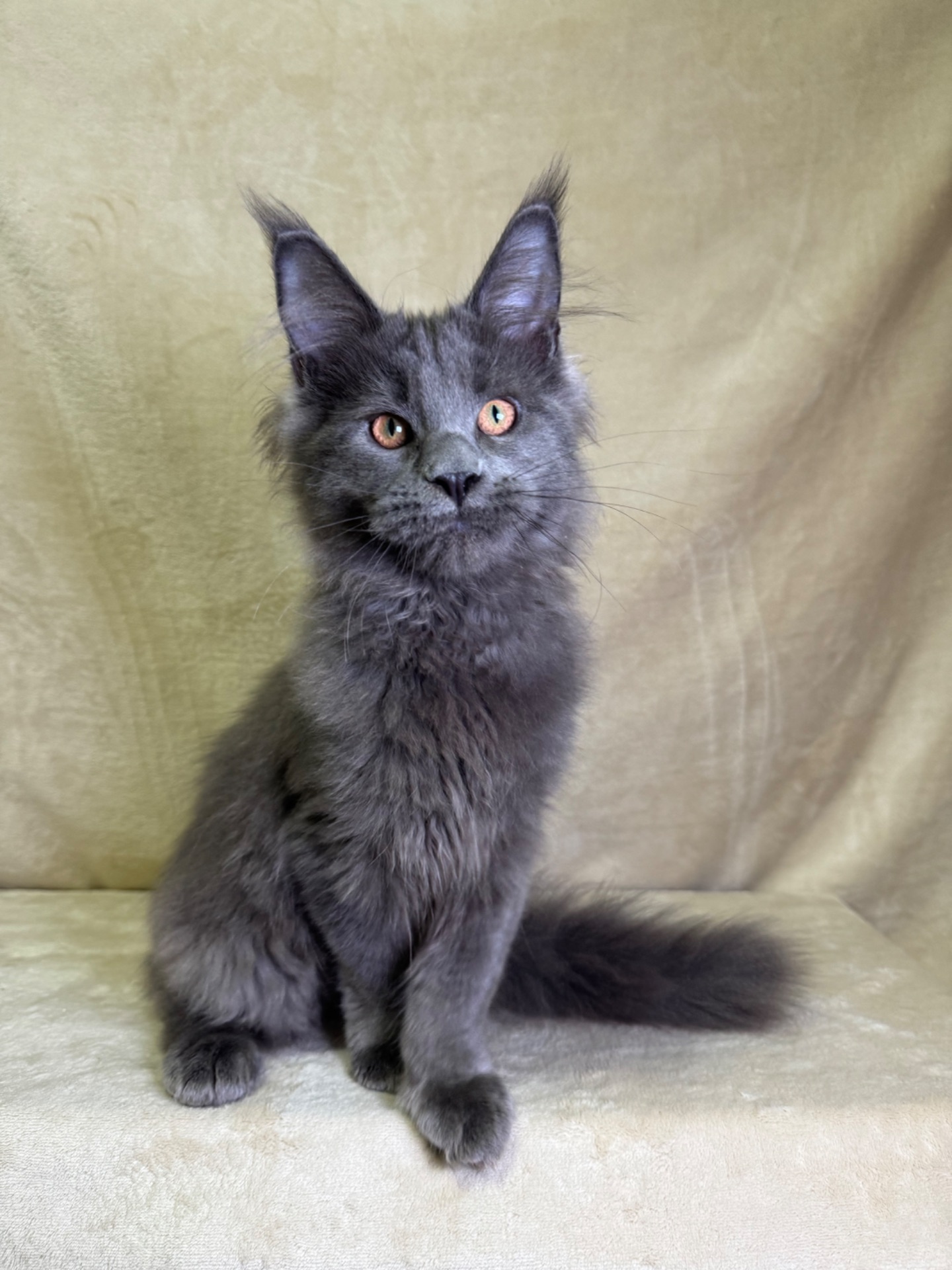 Ньютон блакитний хлопчик Мейн кун