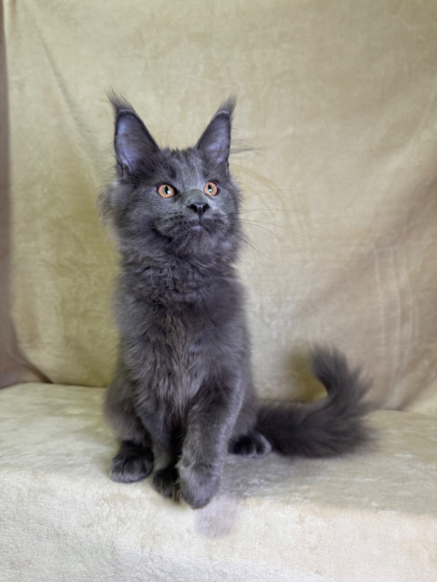 Ньютон блакитний хлопчик Мейн кун