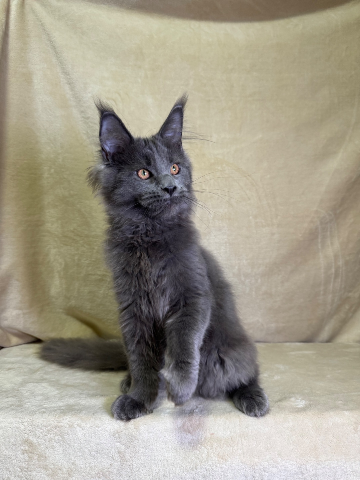 Ньютон блакитний хлопчик Мейн кун