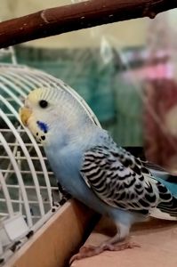 Хвилясті папуги