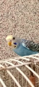 Хвилясті папуги