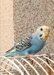 Хвилясті папуги