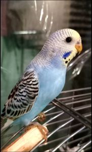 Хвилясті папуги