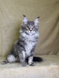 Нельсон мейн кун хлопчик