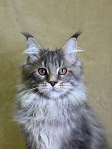 Нельсон мейн кун хлопчик