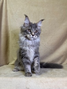 Нельсон мейн кун хлопчик