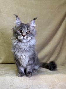 Нельсон мейн кун хлопчик