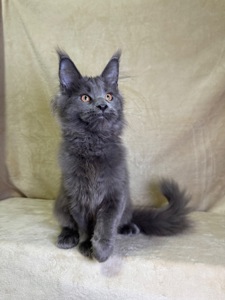 Ньютон блакитний хлопчик Мейн кун