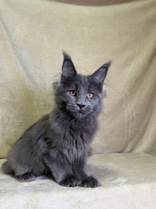 Ньютон блакитний хлопчик Мейн кун