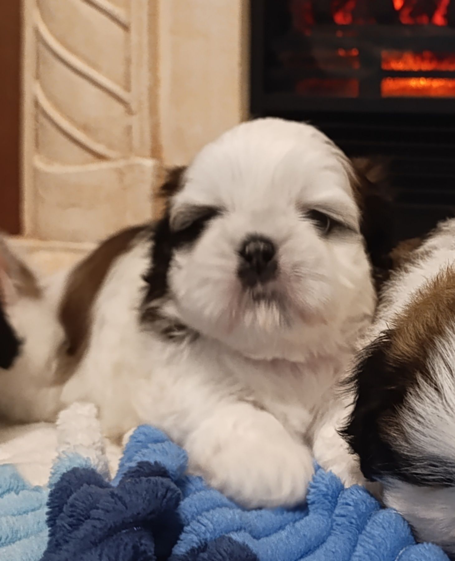 Хлопчики Ши-тцу