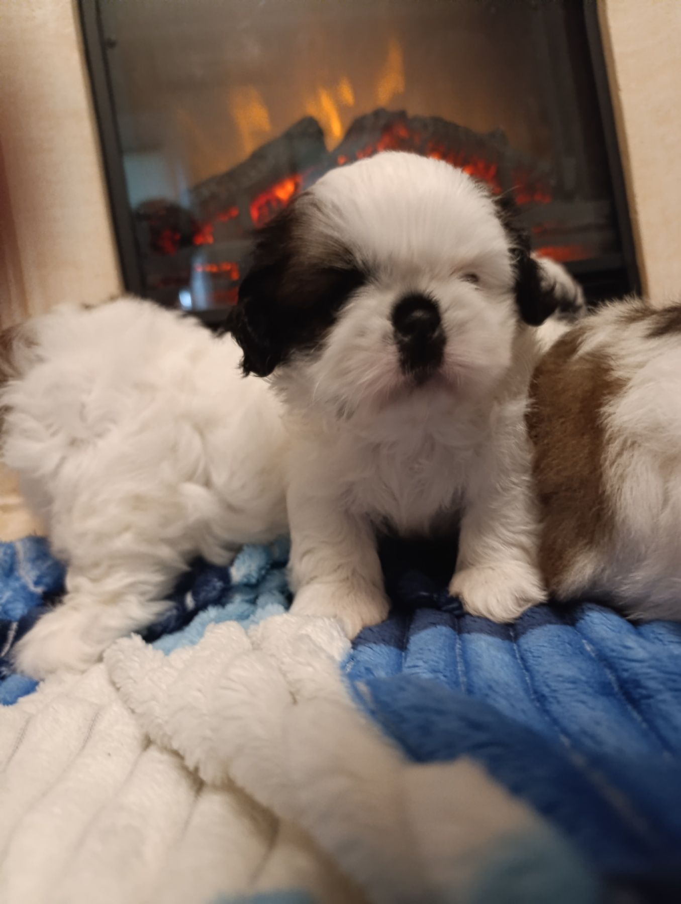 Хлопчики Ши-тцу