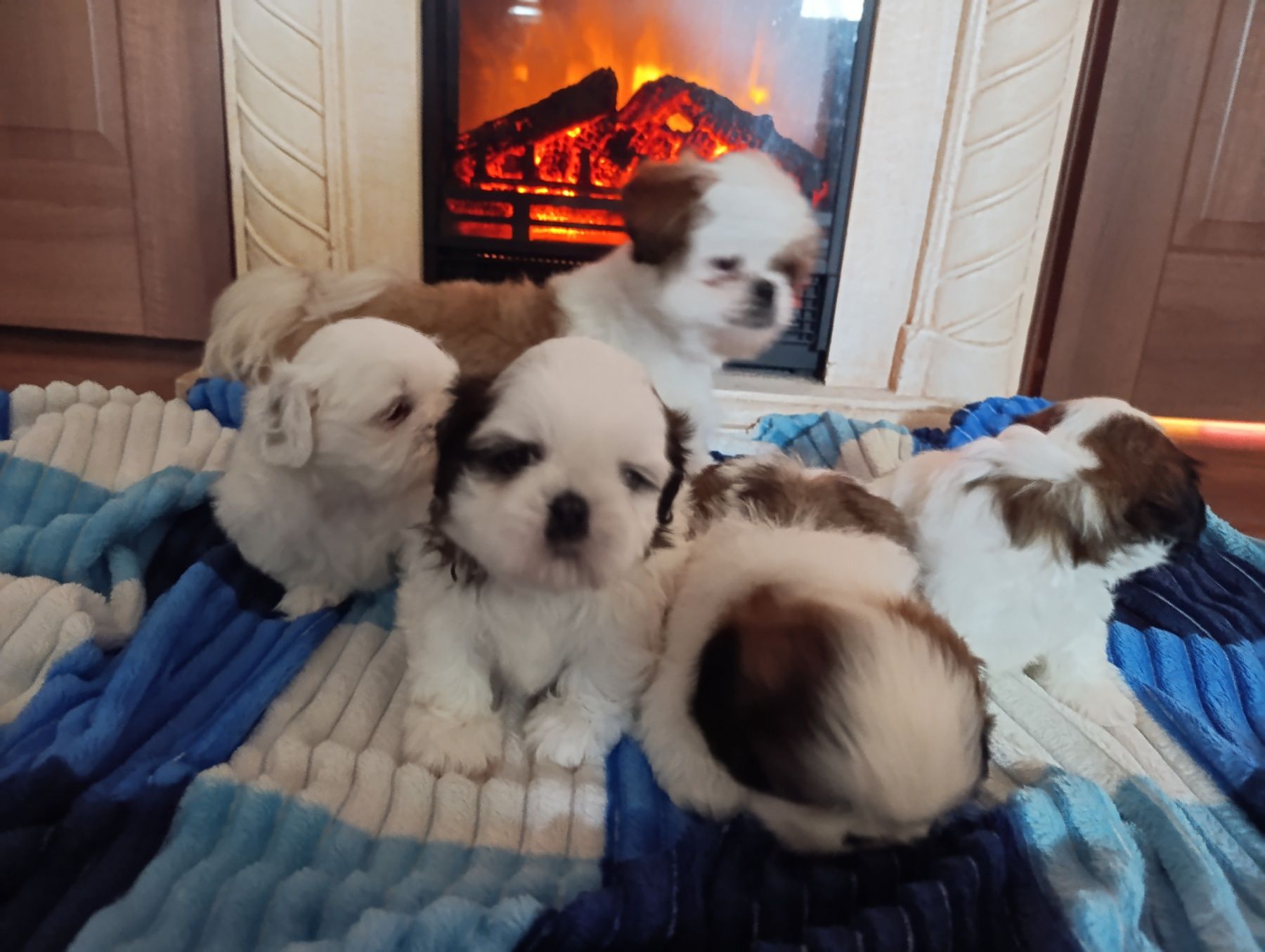 Хлопчики Ши-тцу