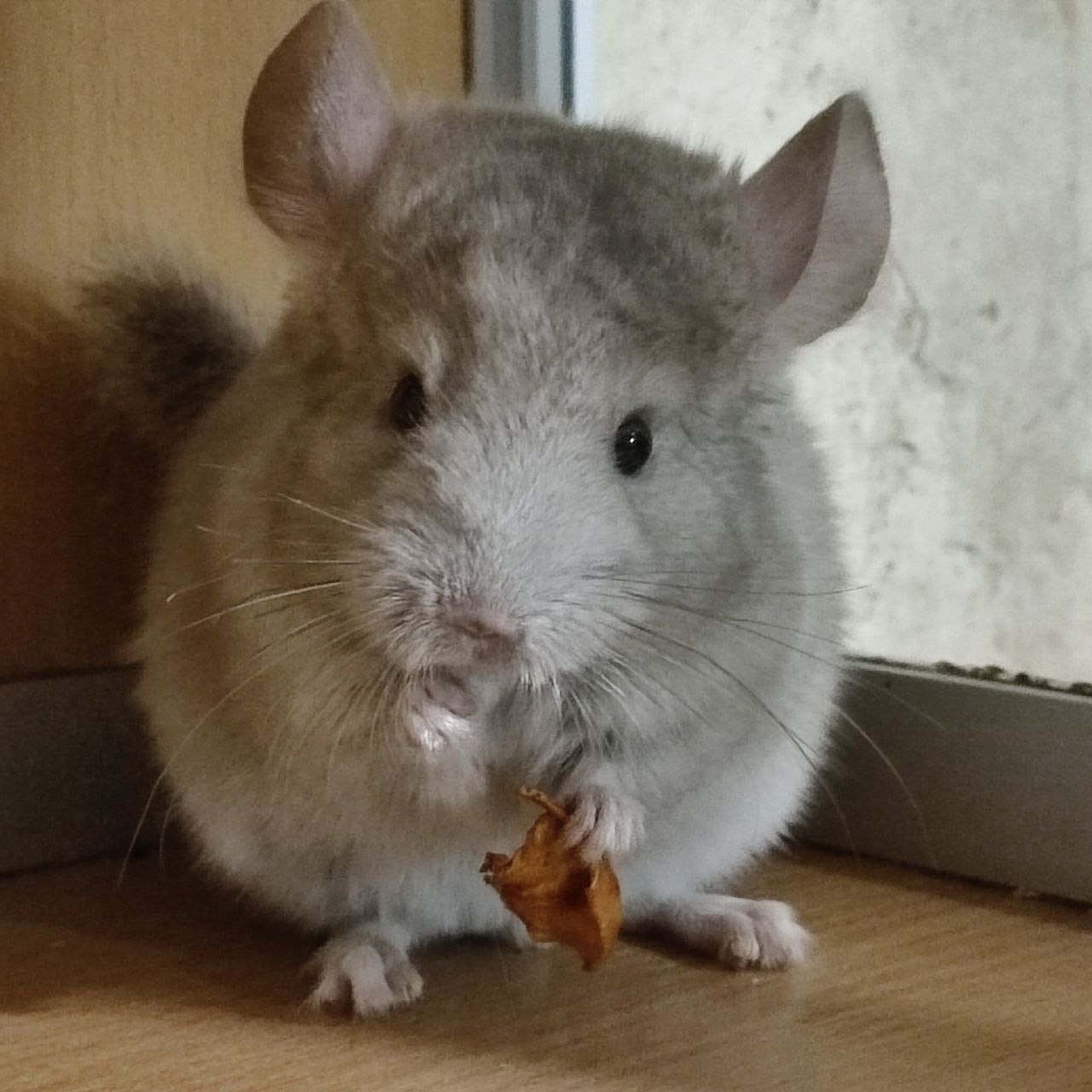 Братики стандарт та гетеробеж носії чорного перла, фіолету, сапфіру, ангори та дойча