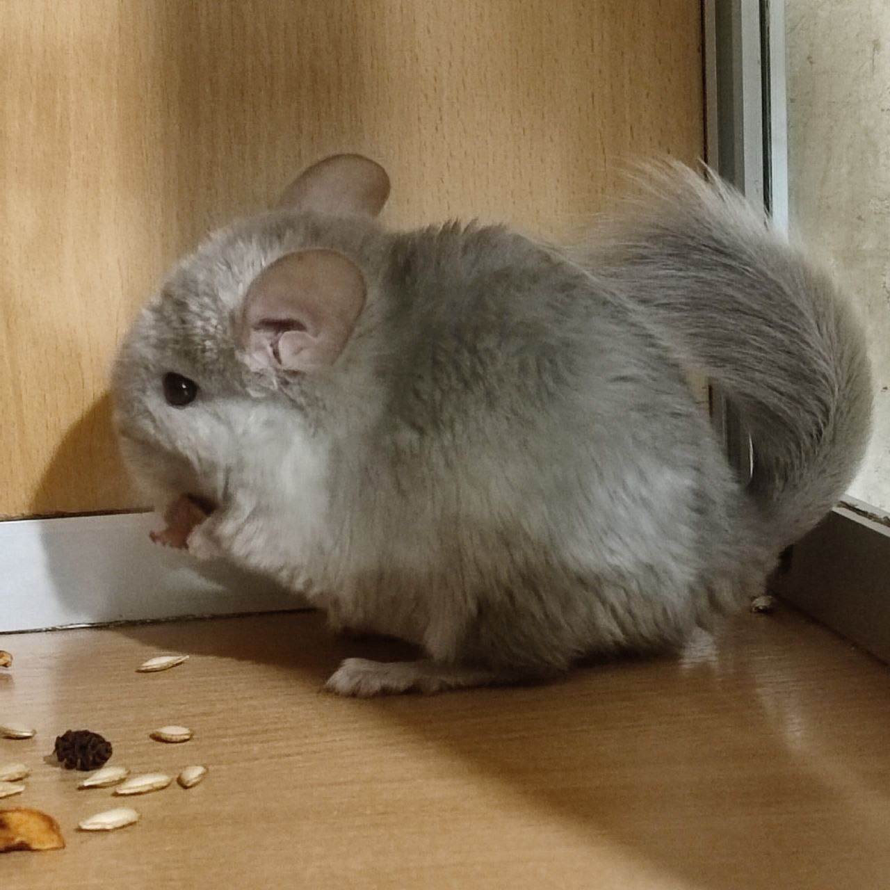 Дівчинка шиншила фіопастель носійка ангори