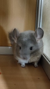 Хлопчик шиншила фіолетовий носій ангори