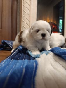 Хлопчики Ши-тцу