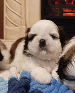 Хлопчики Ши-тцу