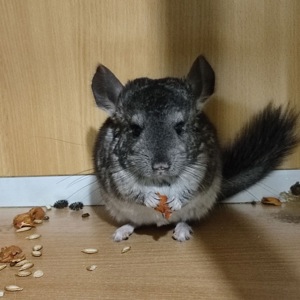 Братики стандарт та гетеробеж носії чорного перла, фіолету, сапфіру, ангори та дойча