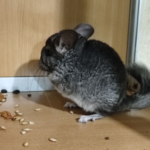 Братики стандарт та гетеробеж носії чорного перла, фіолету, сапфіру, ангори та дойча