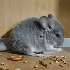 Хлопчик шиншила фіолетовий носій ангори