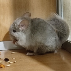 Дівчинка шиншила фіопастель носійка ангори