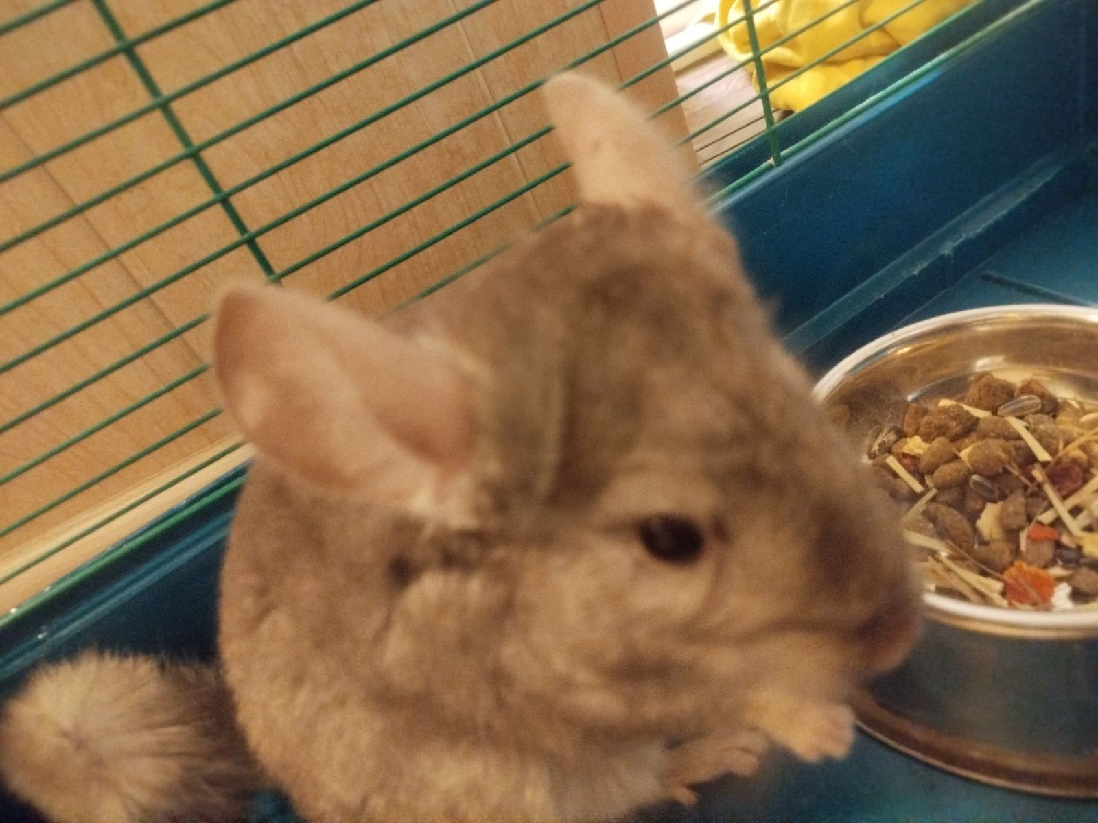 Шиншила+клітка