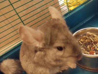 Шиншила+клітка