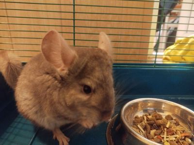 Шиншила+клітка