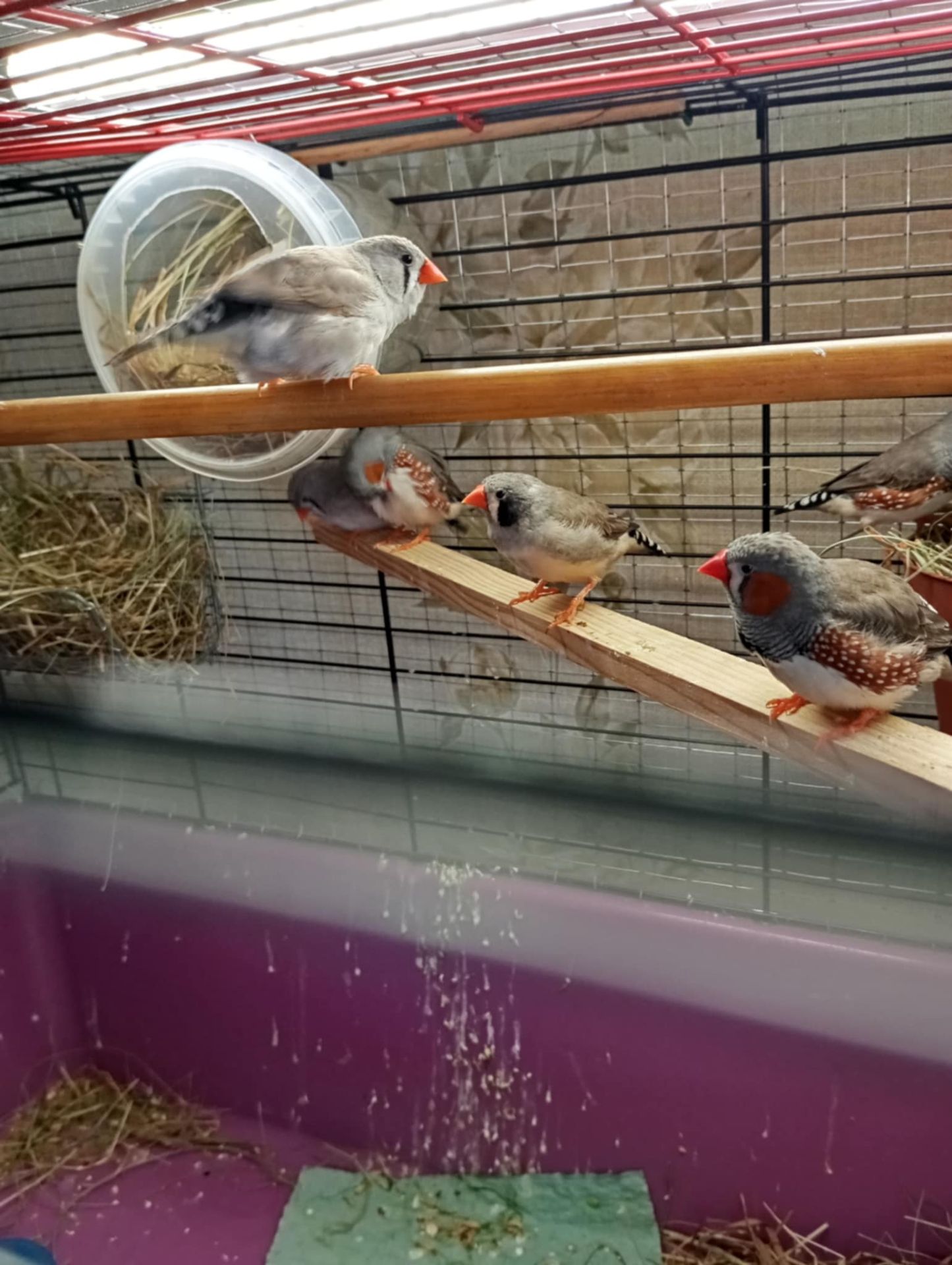 Продам зебрових амадин