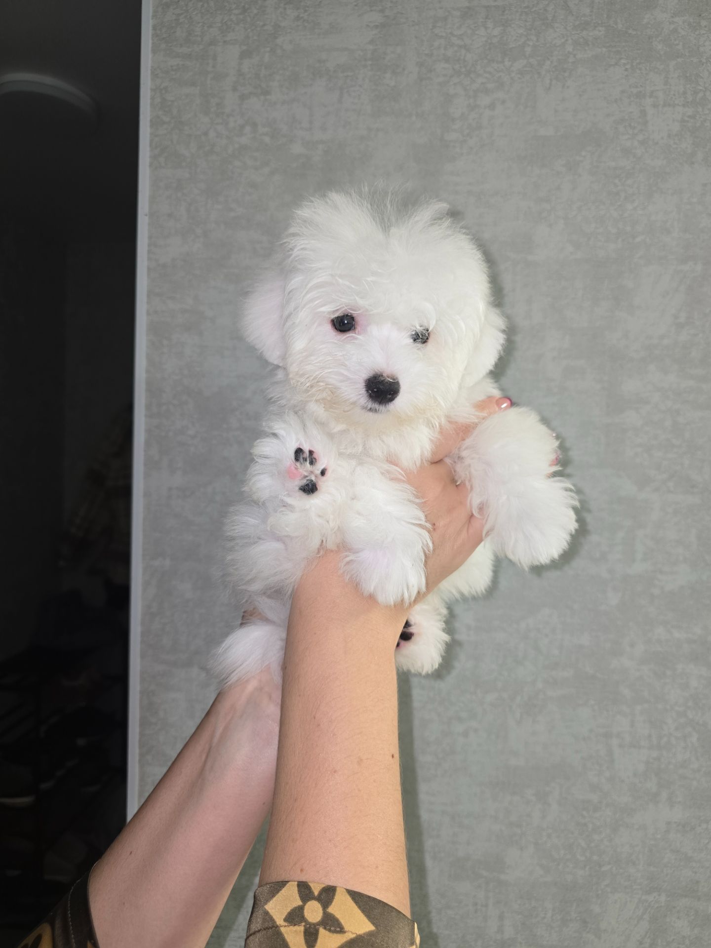 Цуценята мальтезе