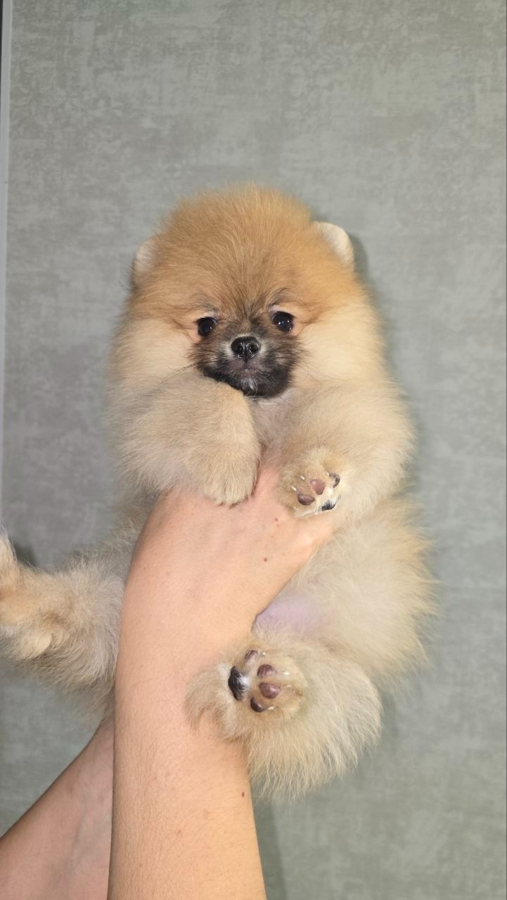 Цуценята шпіца