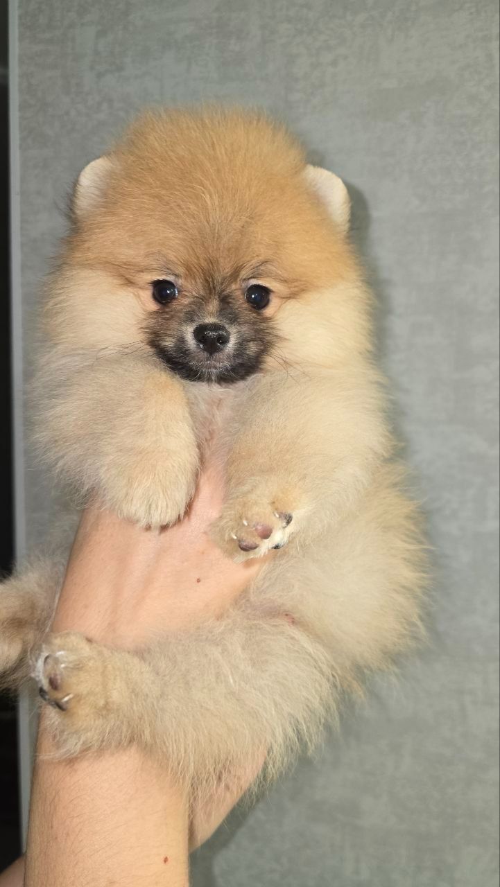 Цуценята шпіца