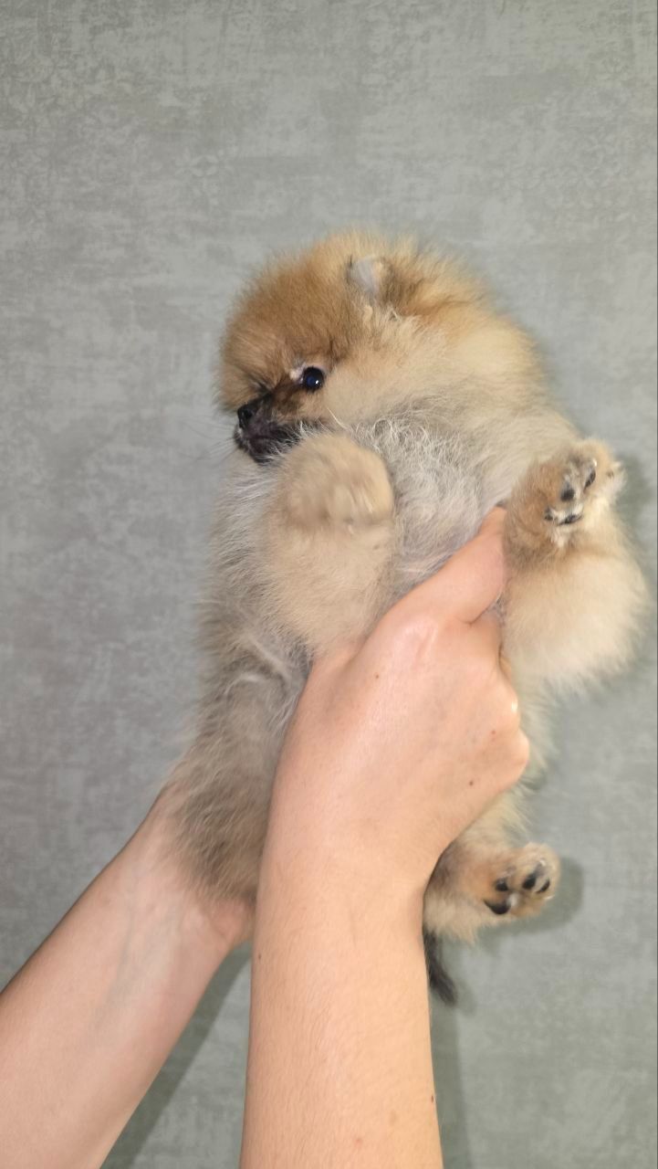 Цуценята шпіца