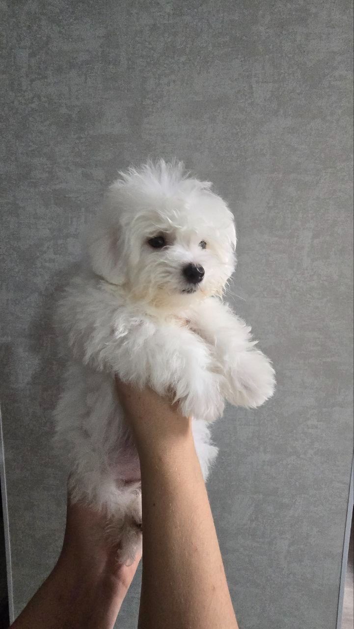 Цуценята мальтійської болонки