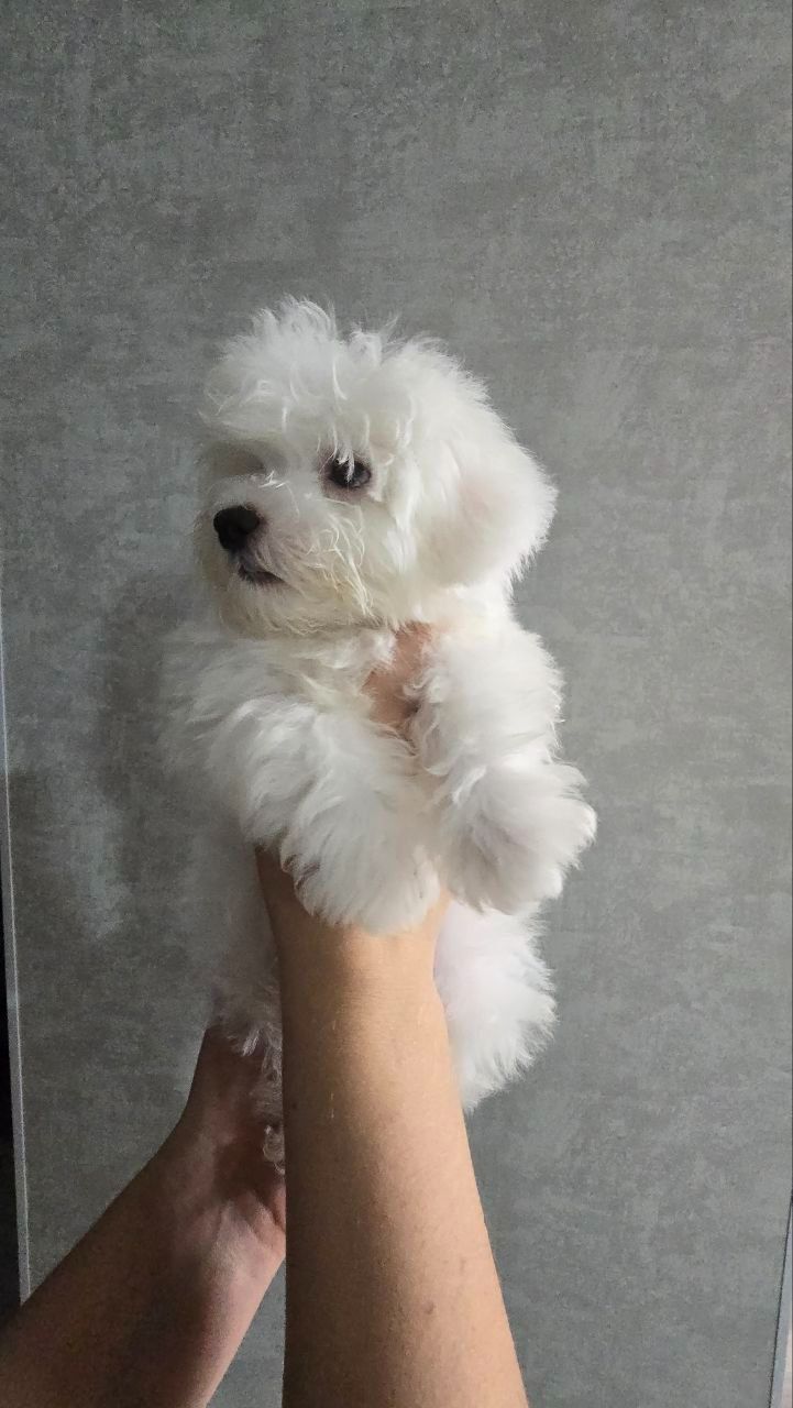 Цуценята мальтійської болонки