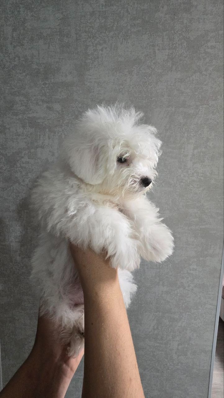 Цуценята мальтійської болонки