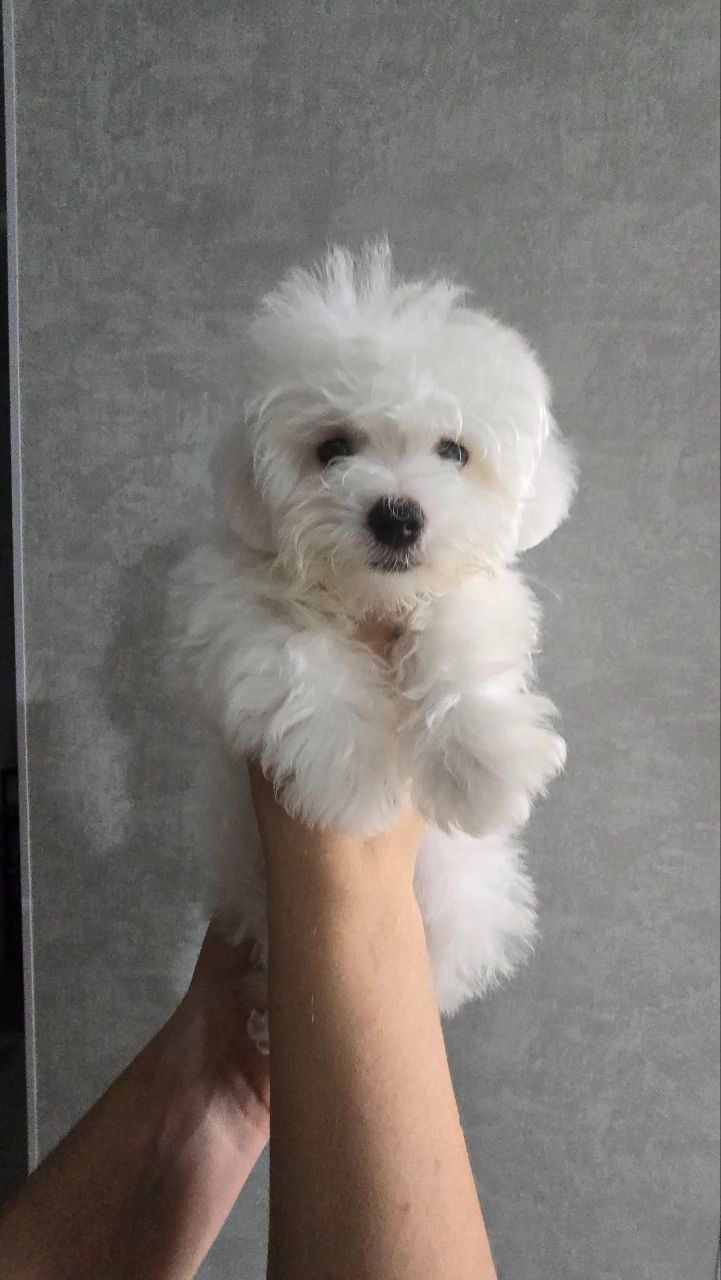 Цуценята мальтезе