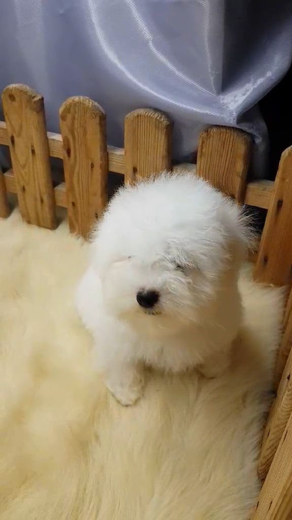 Хлопчик мальтез