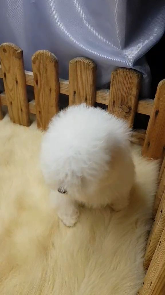 Хлопчик мальтез