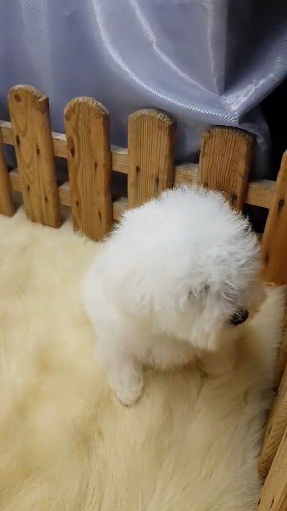 Хлопчик мальтез