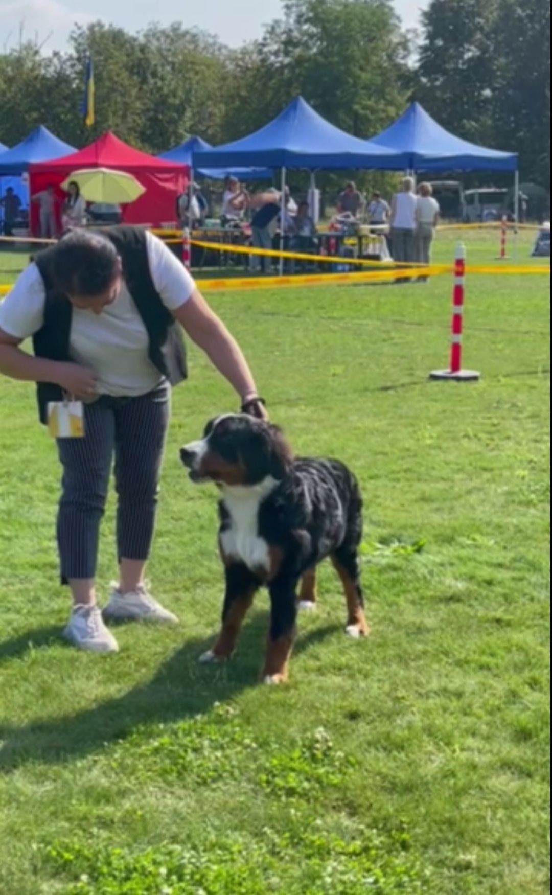 Дівчинка бернського зенненхунда