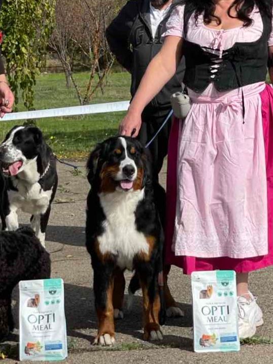 Дівчинка бернського зенненхунда