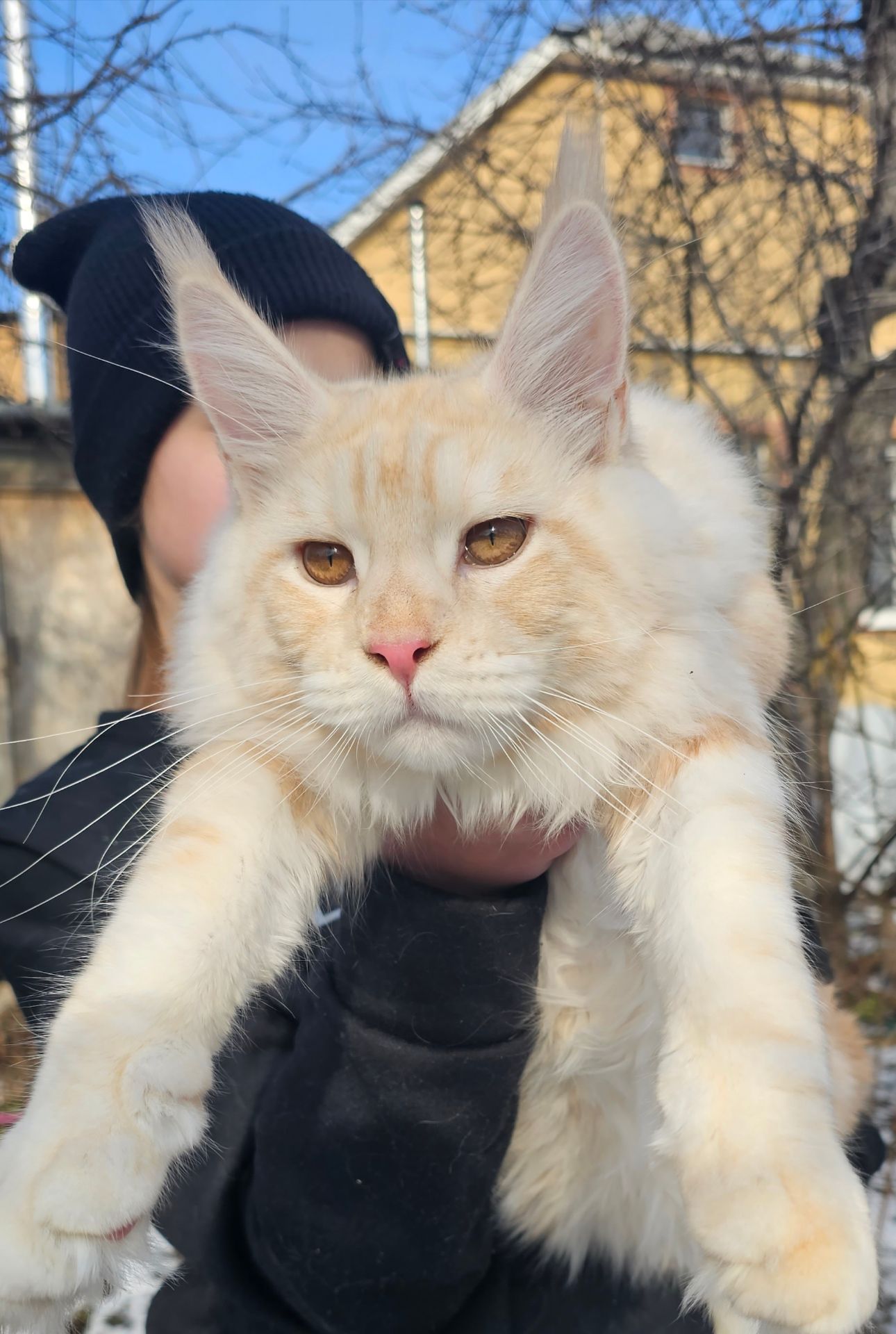 XXL размер мальчик мейн кун