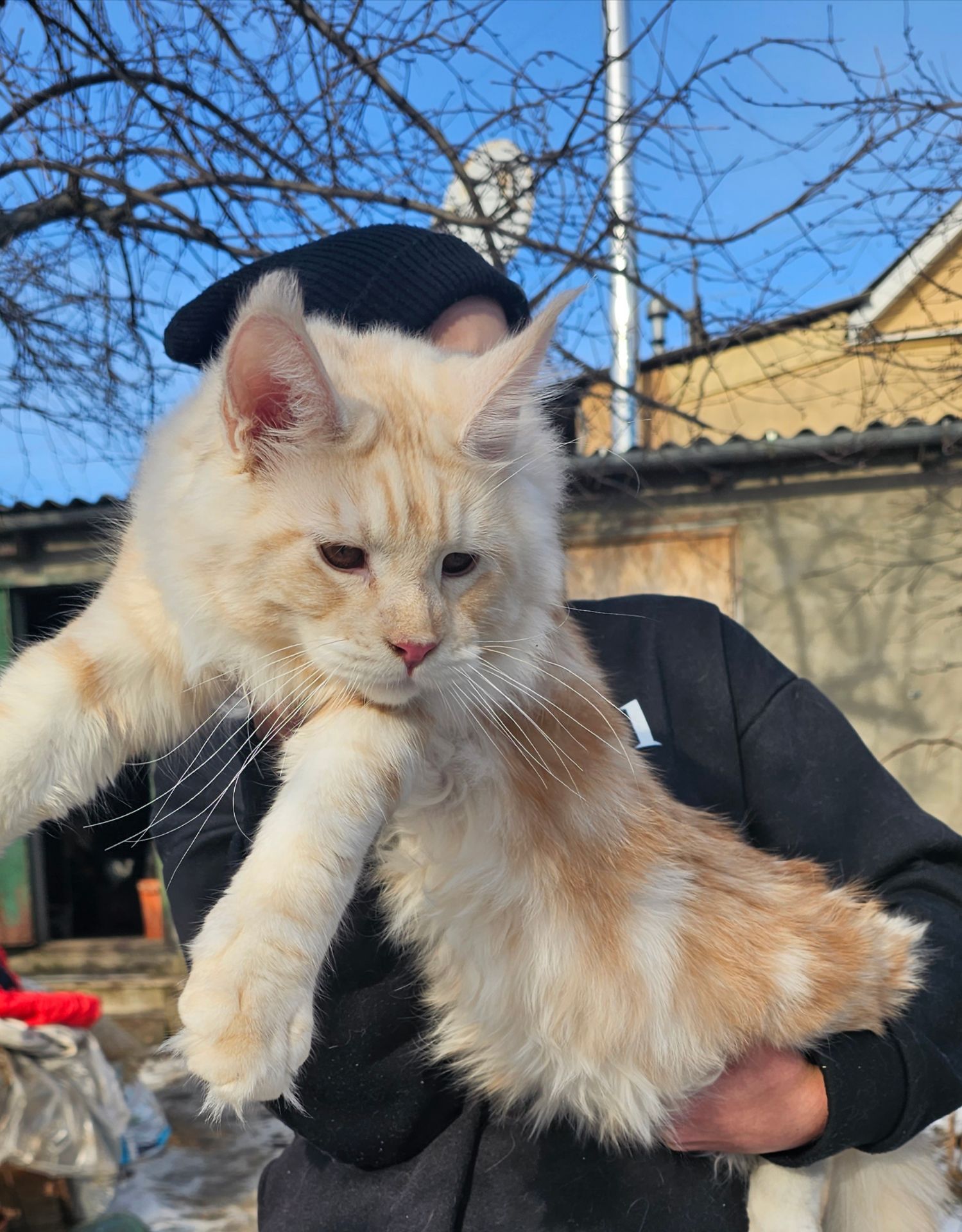 XXL размер мальчик мейн кун