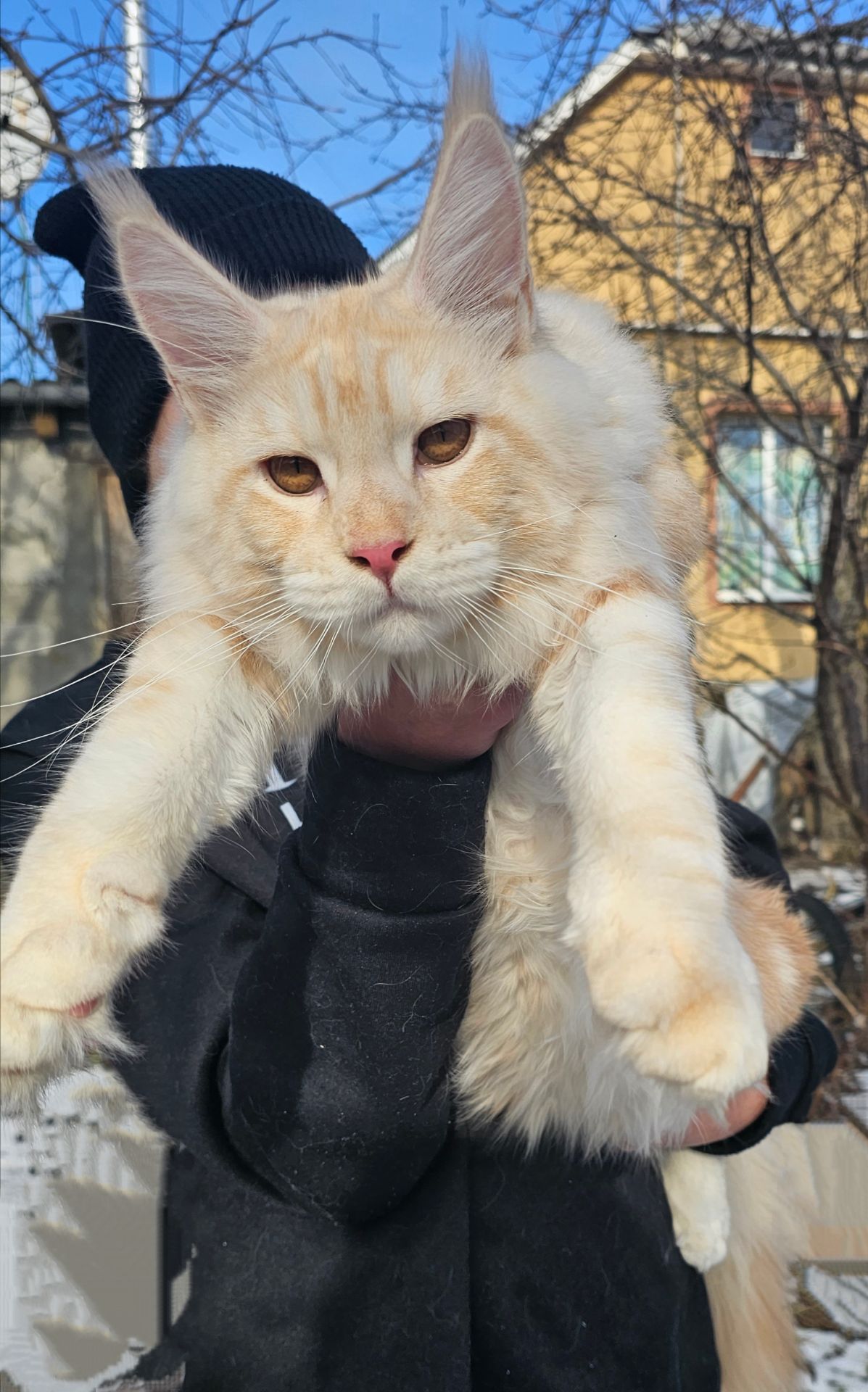 XXL размер мальчик мейн кун