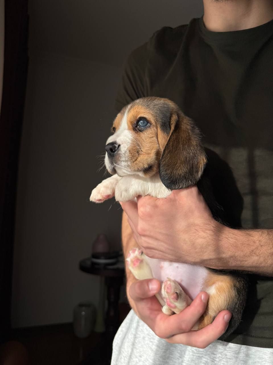 Продаж щенят Біглів