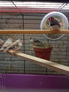 Продам зебрових амадин