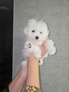 Цуценята мальтезе